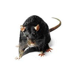 Repousse souris cafard anti nuisible ultrason 220v repulsif blatte martre blatte rat rongeur yf-620 - ECLATS DESTOCKAGE