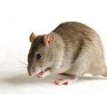 Repousse souris cafard anti nuisible ultrason 220v repulsif blatte martre blatte rat rongeur yf-620 - ECLATS DESTOCKAGE