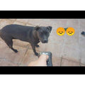 Repousse bi ultrason 20m mt-651 chien mechant agressif laser 4 in 1 2 frequence ECLATS DESTOCKAGE
