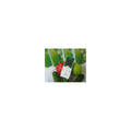 Detecteur testeur analyseur nitrate compteur geiger counter test concombre dosimetre ecotester soeks - ECLATS DESTOCKAGE