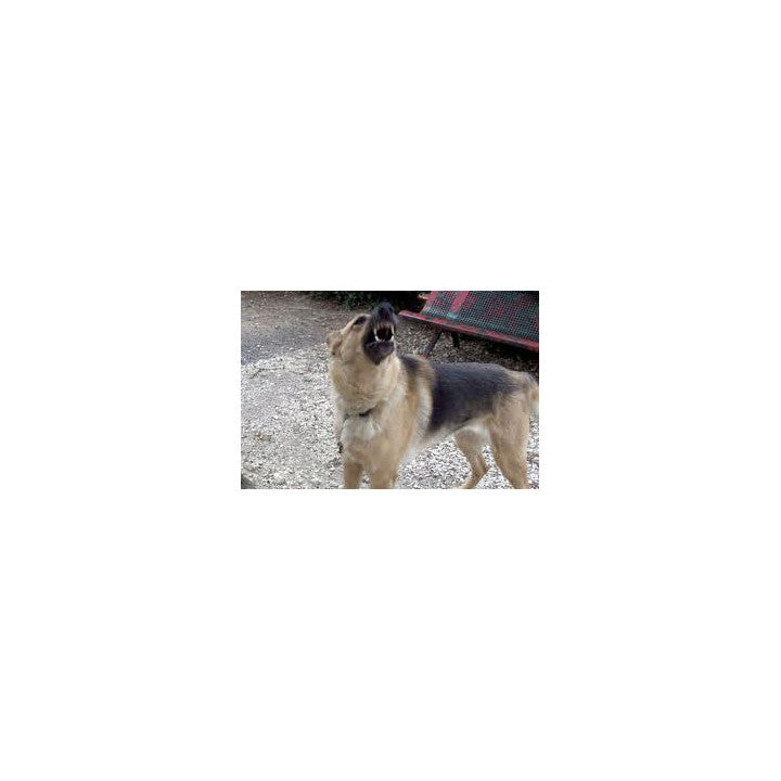 Anti aboiement ultrasonique up17d émet des ultra sons dès que le chien aboie ECLATS DESTOCKAGE
